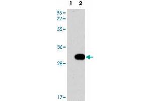 Western blot analysis of NEK7 (arrow) using NEK7 polyclonal antibody . (NEK7 anticorps  (N-Term))