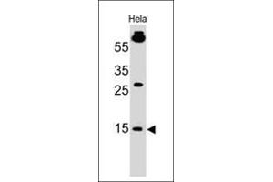 Western Blot of HeLa cell lysate using SUMO1 Mouse Monoclonal Antibody (SM1/495) (SUMO1 anticorps)