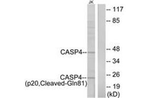 Western blot analysis of extracts from Jurkat cells, using Caspase 4 (p20,Cleaved-Gln81) Antibody. (Caspase 4 anticorps  (Cleaved-Gln81))