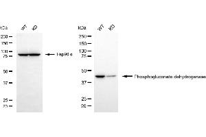 Western blotting analysis using phosphogluconate dehydrogenase antibody (ABIN7799807). (Recombinant PGD anticorps)