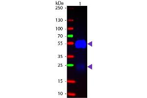 Western Blotting (WB) image for Goat anti-Rabbit IgG (Heavy & Light Chain) antibody (FITC) - Preadsorbed (ABIN965370)