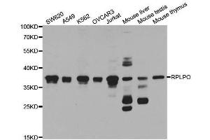 Western blot analysis of extracts of various cell lines, using RPLP0 antibody. (RPLP0 anticorps  (AA 1-317))