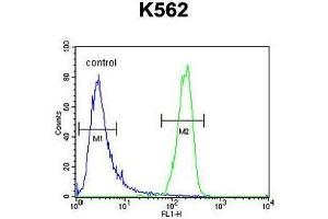 ATP8A2 Antibody (N-term) flow cytometric analysis of K562 cells (right histogram) compared to a negative control cell (left histogram). (ATP8A2 anticorps  (N-Term))