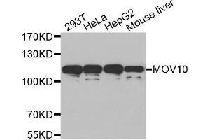 Western blot analysis of extracts of various cell lines, using MOV10 antibody. (MOV10 anticorps  (AA 1-310))