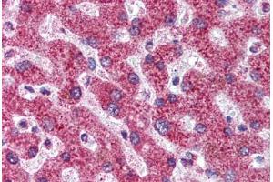 Human Liver (formalin-fixed, paraffin-embedded) stained with TNFRSF11B antibody ABIN296455 at 5 ug/ml followed by biotinylated anti-mouse IgG secondary antibody ABIN481714, alkaline phosphatase-streptavidin and chromogen. (Osteoprotegerin anticorps  (AA 20-37))