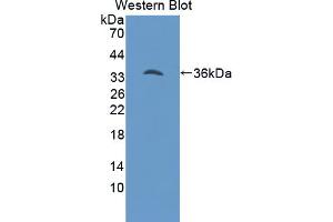 Western blot analysis of the recombinant protein. (Hepcidin anticorps  (AA 29-82))