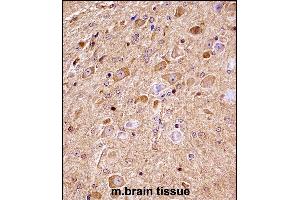 Mouse Nlk Antibody (C-term) ((ABIN657850 and ABIN2846811))immunohistochemistry analysis in formalin fixed and paraffin embedded mouse brain tissue followed by peroxidase conjugation of the secondary antibody and DAB staining. (Nemo-Like Kinase anticorps  (C-Term))