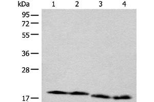 Western blot analysis of TM4 Jurkat NIH/3T3 and RAW264. (CETN3 anticorps)