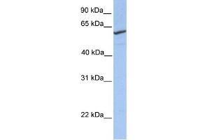 WB Suggested Anti-RFT1 Antibody Titration: 0. (RFT1 anticorps  (N-Term))