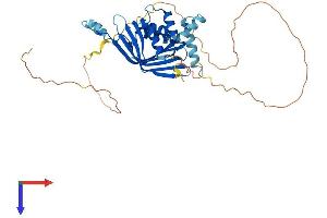 AlphaFold protein structure predicition of Human Recombinant LDB2 Protein, UniprotID O43679