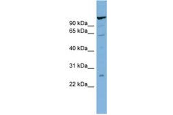 CDNA Sequence BC051142 (BC051142) (C-Term) antibody