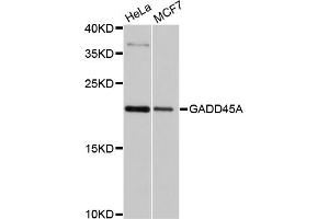 Western blot analysis of extracts of various cell lines, using GADD45A antibody (ABIN4903730) at 1:1000 dilution. (GADD45A anticorps)