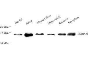 Western blot analysis of SNRPD2 (ABIN7075634) at dilution of 1: 1000 (SNRPD2 anticorps)