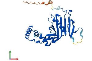 AlphaFold protein structure predicition of Human Recombinant PNPO Protein, UniprotID Q9NVS9