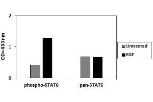 A431 cells were treated or untreated with EGF.
