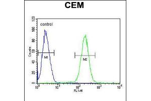 Flow cytometric analysis of CEM cells (right histogram) compared to a negative control cell (left histogram). (HTR3E anticorps  (AA 126-154))