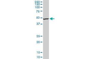 IRX5 monoclonal antibody (M10), clone 6A9. (IRX5 anticorps  (AA 204-264))