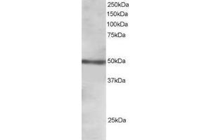 Image no. 1 for anti-Forkhead Box L2 (FOXL2) (C-Term) antibody (ABIN374339) (FOXL2 anticorps  (C-Term))