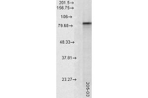 Western Blot analysis of Rat tissue lysate showing detection of Hsp90 alpha protein using Mouse Anti-Hsp90 alpha Monoclonal Antibody, Clone 2G5. (HSP90AA2 anticorps  (Atto 390))