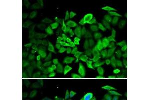 Immunofluorescence analysis of HeLa cells using ANXA1 Polyclonal Antibody (Annexin a1 anticorps)