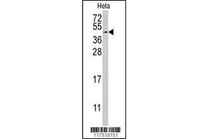 Western blot analysis of anti-RFC5 Antibody (Center ) (ABIN389314 and ABIN2839435) in Hela cell line lysates (35 μg/lane).