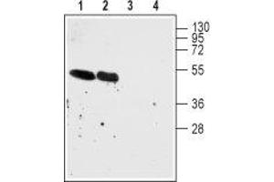 Western blot analysis of rat (lanes 1 and 3) and mouse (lanes 2 and 4) brain cell lysates: - 1,2. (CHRNA7 anticorps  (Extracellular, N-Term))