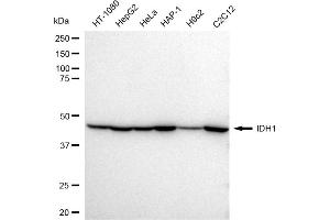 Western blotting analysis using IDH1 antibody (ABIN7799133).