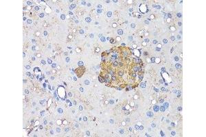 Immunohistochemistry of paraffin-embedded Mouse pancreatic islet using INS Polyclonal Antibody at dilution of 1:50 (40x lens). (Insulin anticorps)