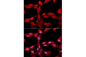 Immunofluorescence analysis of U2OS cells using GCLM antibody. (GCLM anticorps  (AA 1-274))
