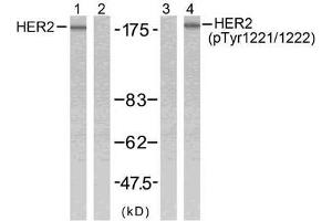 Western blot analysis of extracts from SK-OV3 cells using HER2 (Ab-1221/1222) antibody (E021071, Line 1 and 2) and HER2 (phospho-Tyr1221/Tyr1222) antibody (E011076, Line 3 and 4). (ErbB2/Her2 anticorps)