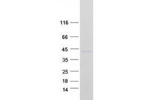 Validation with Western Blot