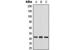 Western blot analysis of Connexin 43 expression in HeLa (A), mouse heart (B), rat heart (C) whole cell lysates. (Connexin 43/GJA1 anticorps  (C-Term))