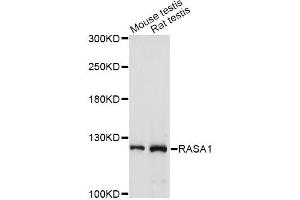 Western blot analysis of extracts of various cell lines, using RASA1 antibody (ABIN1874554) at 1:1000 dilution. (RASA1 anticorps)
