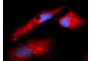 Immunofluorescence (IF) image for anti-Peptidylprolyl Isomerase A (Cyclophilin A) (PPIA) (AA 1-165) antibody (APC) (ABIN5567040)