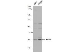 WB Image FMO3 antibody detects FMO3 protein by western blot analysis. (FMO3 anticorps)