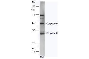 Raji lysates probed with Rabbit Anti-Caspase 9 Polyclonal Antibody, Unconjugated  at 1:5000 for 90 min at 37˚C. (Caspase 9 anticorps  (AA 11-120))