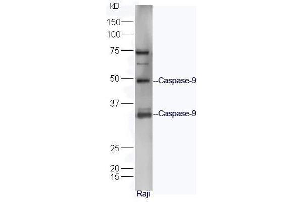 Caspase 9 anticorps  (AA 11-120)