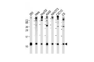 All lanes : Anti-Ubiquitin Antibody (N-term) at 1:2000 dilution Lane 1: 293 whole cell lysate Lane 2: Hela whole cell lysate Lane 3: HepG2 whole cell lysate Lane 4: A549 whole cell lysate Lane 5: NIH/3T3 whole cell lysate Lane 6: C2C12 whole cell lysate Lane 7: C6 whole cell lysate Lysates/proteins at 20 μg per lane. (Ubiquitin anticorps  (N-Term))