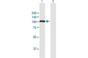 Western Blot analysis of DIAPH3 expression in transfected 293T cell line by DIAPH3 MaxPab polyclonal antibody. (DIAPH3 anticorps  (AA 1-849))