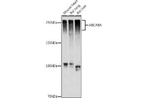 Western blot analysis of extracts of various cell lines, using A antibody (ABIN7265731) at 1:1000 dilution. (ABCA8A anticorps)