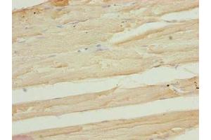 Immunohistochemistry of paraffin-embedded human skeletal muscle tissue using ABIN7167630 at dilution of 1:100 (FAM82B anticorps  (AA 13-314))
