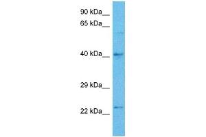 Host:  Mouse  Target Name:  TFAP2A  Sample Tissue:  Mouse Pancreas  Antibody Dilution:  1ug/ml