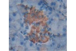IHC-P analysis of Mouse Tissue, with DAB staining. (PDGF-BB Homodimer (AA 21-241) anticorps)