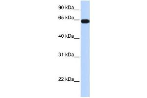 Western Blotting (WB) image for anti-Kelch-Like 36 (KLHL36) antibody (ABIN2458102) (KLHL36 anticorps)