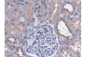 Detection of CAPN9 in Human Kidney Tissue using Polyclonal Antibody to Calpain 9 (CAPN9) (Calpain 9 anticorps  (AA 42-340))