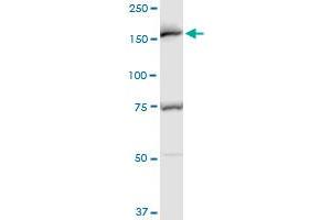 EEA1 polyclonal antibody (A01), Lot # 060717JCS1.