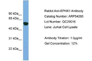 WB Suggested Anti-EPHX1  Antibody Titration: 0.