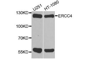 Western blot analysis of extracts of various cell lines, using ERCC4 antibody. (ERCC4 anticorps  (AA 600-700))