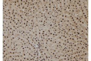 ABIN6273078 at 1/100 staining Rat liver tissue by IHC-P.