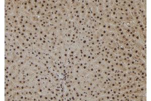 ABIN6273078 at 1/100 staining Rat liver tissue by IHC-P. (SHoc2/Sur8 anticorps  (C-Term))